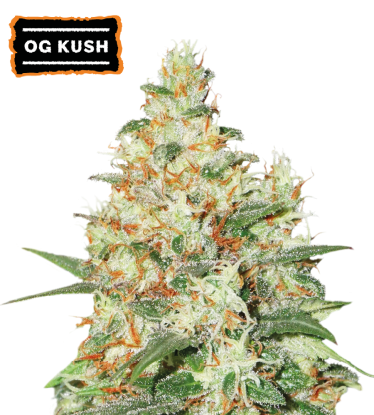 🪴 OG Kush | Autoflower Cannabis Seeds | Shop at Seedstockers UK 🐿️