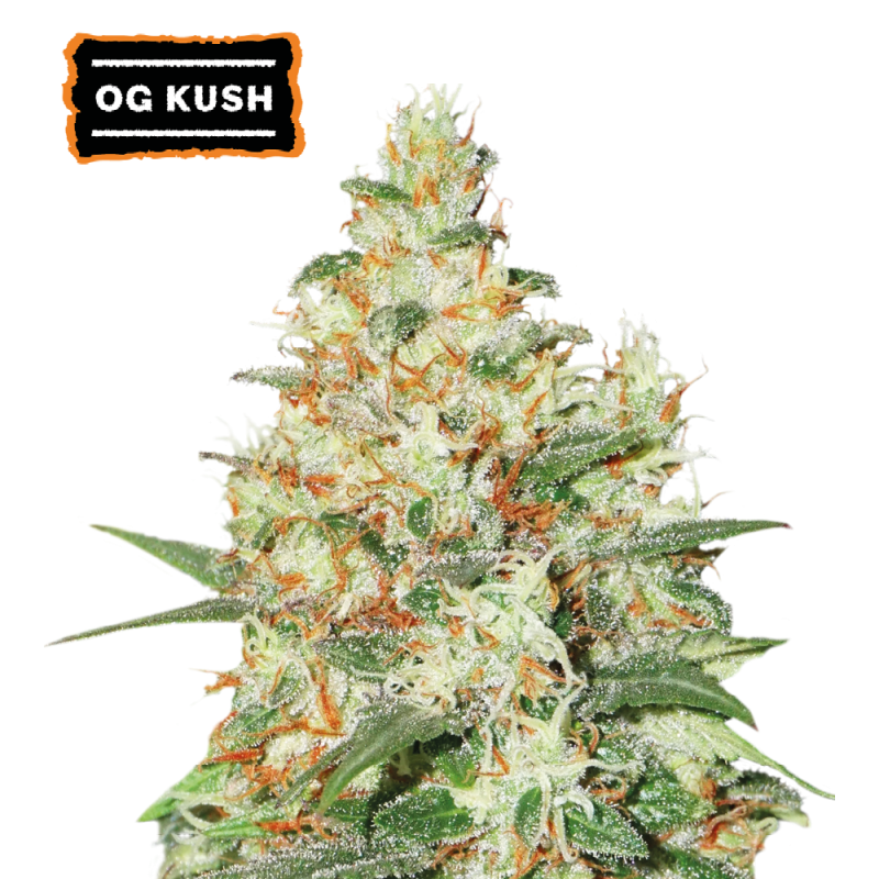 ▷ Buy O.G Kush Auto seeds⛰️【Seedstockers Oficial】CLASSIC