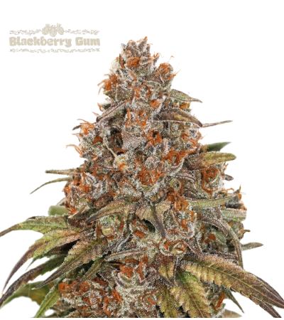 Buy Blackberry Gum Auto exclusive seeds️ - Seedstockers