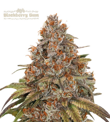 🪴 Blackberry Gum© | Autoflower Cannabis Seeds | Shop at Seedstockers UK 🐿️
