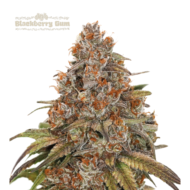 Buy Blackberry Gum Auto exclusive seeds️ - Seedstockers