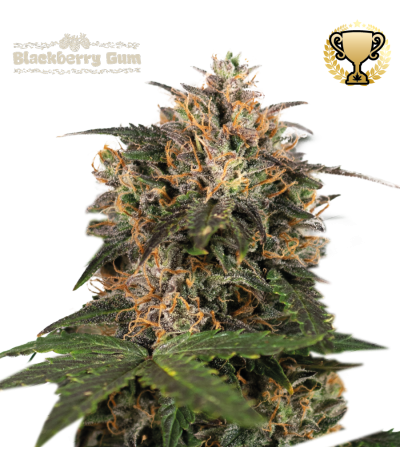 ▷ Buy Blackberry Gum Fem exclusive seeds⛰️【Seedstockers Oficial】SUPERIOR