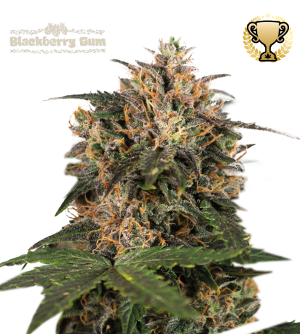 ▷ Buy Blackberry Gum Fem exclusive seeds⛰️【Seedstockers Oficial】SUPERIOR