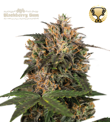🪴 Blackberry Gum© | Feminized Cannabis Seeds | Shop at Seedstockers UK 🐿️