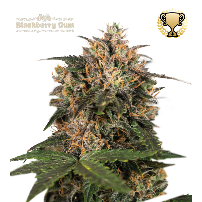 ▷ Buy Blackberry Gum Fem exclusive seeds⛰️【Seedstockers Oficial】SUPERIOR