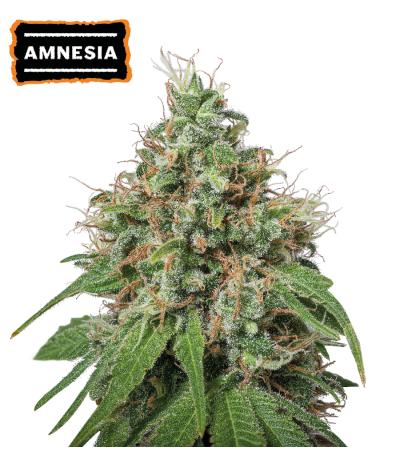 ▷ Buy Amnesia Fem seeds⛰️【Seedstockers Oficial】CLASSIC