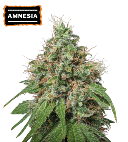 ▷ Buy Amnesia Fem seeds⛰️【Seedstockers Oficial】CLASSIC