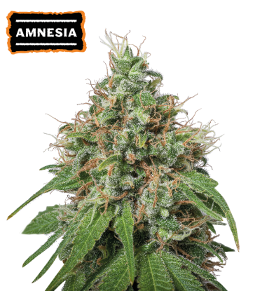 🪴 Amnesia Haze | Feminized Cannabis Seeds | Shop at Seedstockers UK 🐿️