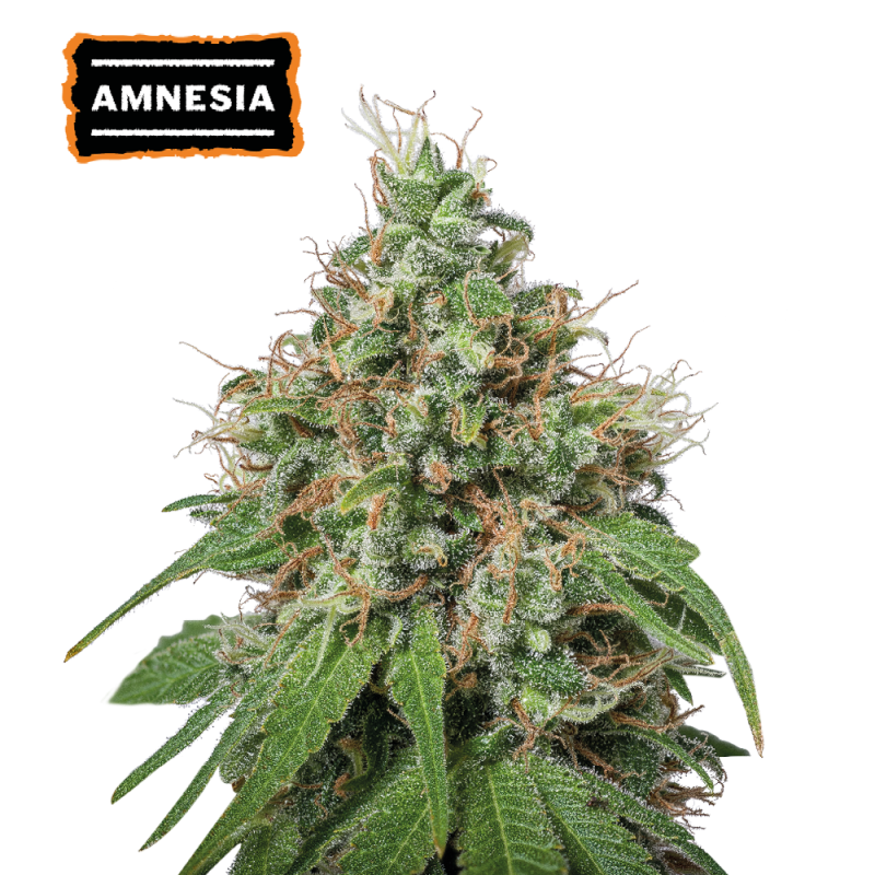 ▷ Buy Amnesia Fem seeds⛰️【Seedstockers Oficial】CLASSIC