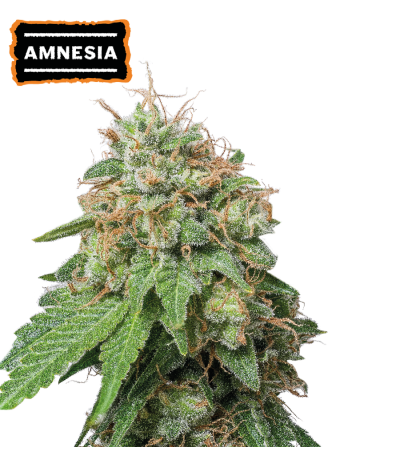 ▷ Buy Amnesia Auto seeds⛰️【Seedstockers Oficial】CLASSIC