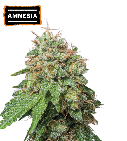 ▷ Buy Amnesia Auto seeds⛰️【Seedstockers Oficial】CLASSIC