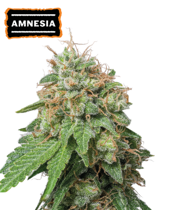 🪴 Amnesia Haze | Autoflower Cannabis Seeds | Shop at Seedstockers UK 🐿️