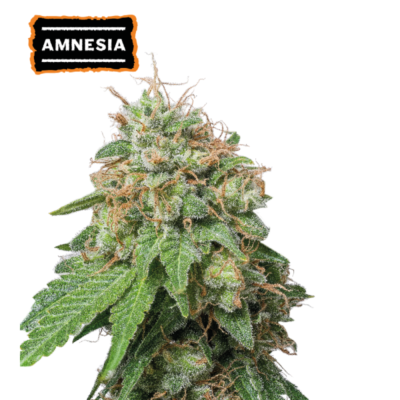 ▷ Buy Amnesia Auto seeds⛰️【Seedstockers Oficial】CLASSIC