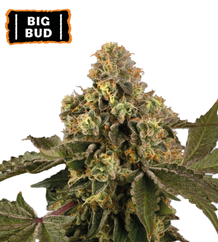 ▷ Buy Big Bud Auto seeds⛰️【Seedstockers Oficial】CLASSIC