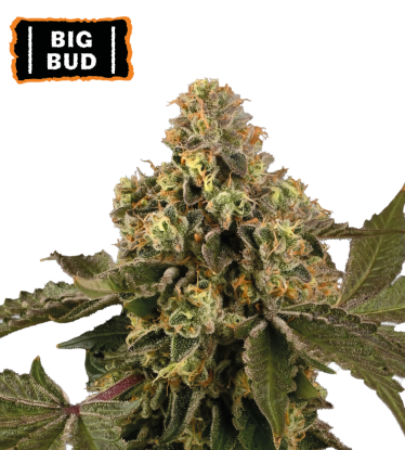 🪴 Big Bud | Autoflower Cannabis Seeds | Shop at Seedstockers UK 🐿️
