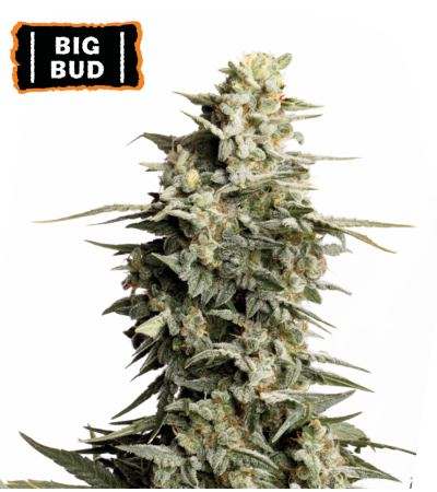 ▷ Buy Big Bud Fem seeds⛰️【Seedstockers Oficial】CLASSIC