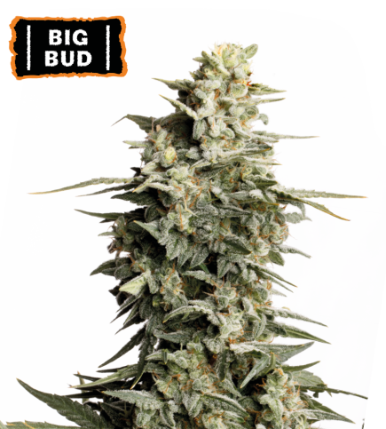 ▷ Buy Big Bud Fem seeds⛰️【Seedstockers Oficial】CLASSIC