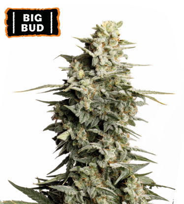 🪴 Big Bud | Feminized Cannabis Seeds | Shop at Seedstockers UK 🐿️