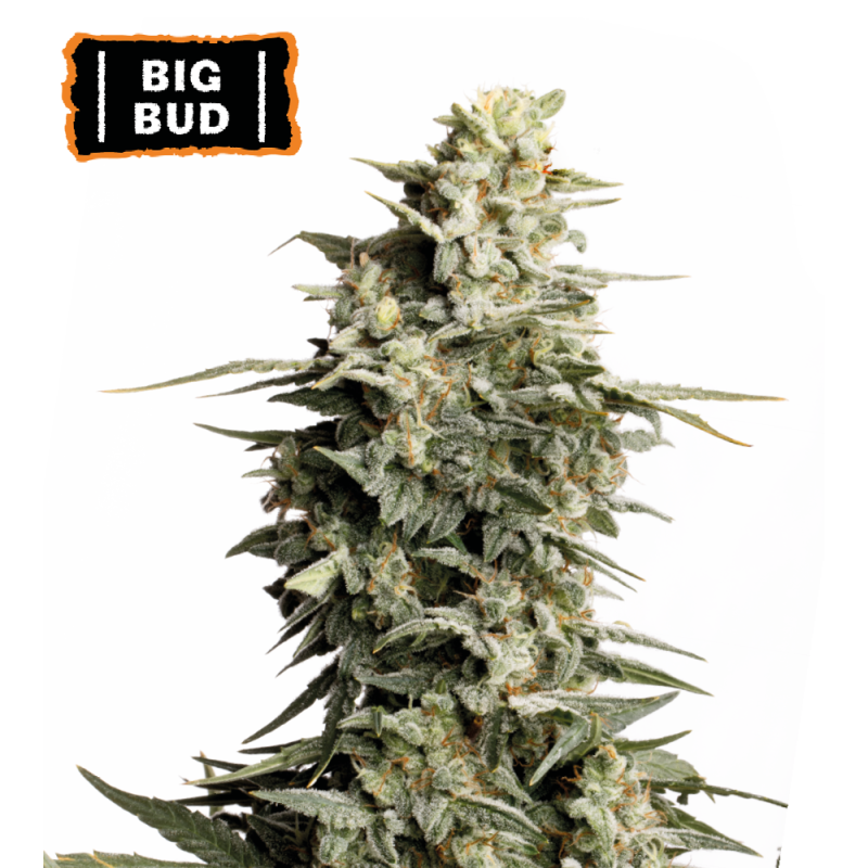 ▷ Buy Big Bud Fem seeds⛰️【Seedstockers Oficial】CLASSIC