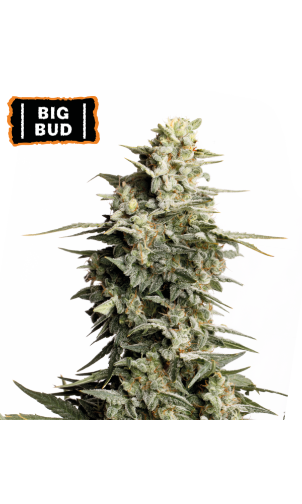🪴 Big Bud | Feminized Cannabis Seeds | Shop at Seedstockers UK 🐿️