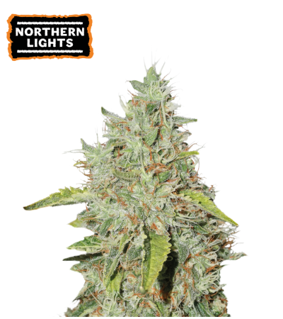 ▷ Buy Northern Lights Fem seeds⛰️【Seedstockers Oficial】CLASSIC