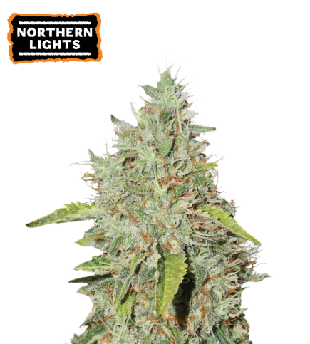 ▷ Buy Northern Lights Fem seeds⛰️【Seedstockers Oficial】CLASSIC