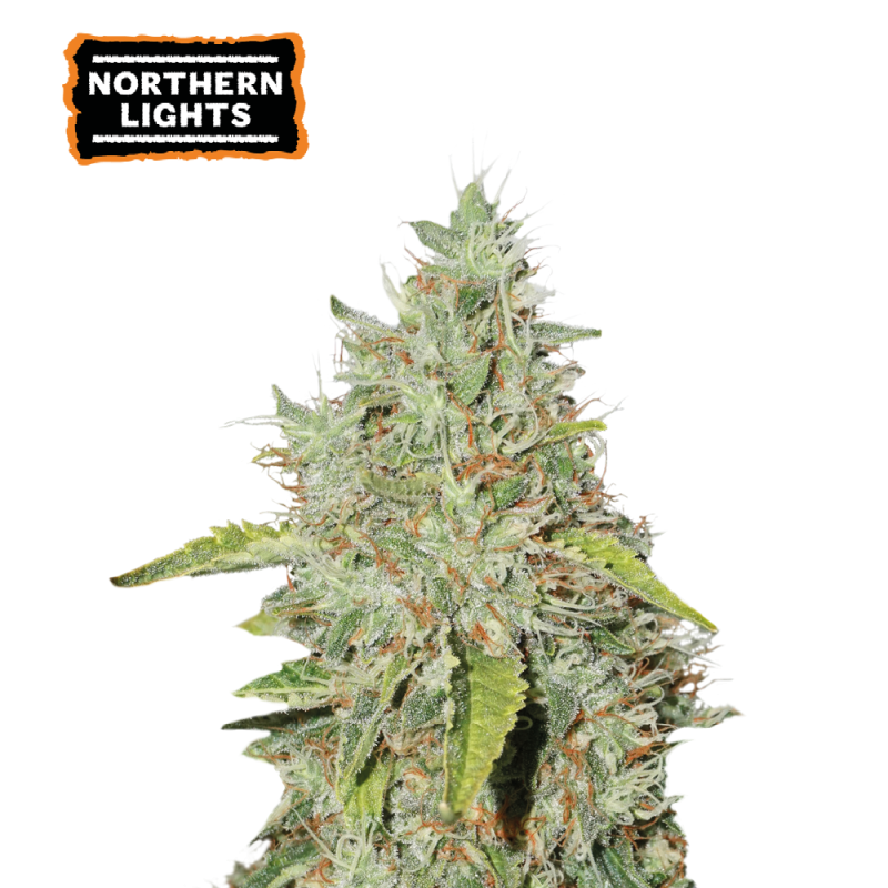 ▷ Buy Northern Lights Fem seeds⛰️【Seedstockers Oficial】CLASSIC