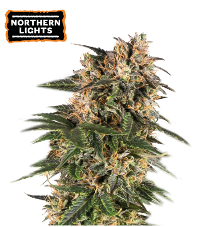 ▷ Buy Northern Lights Auto seeds⛰️【Seedstockers Oficial】CLASSIC