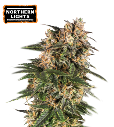🪴 Northern Lights | Autoflower Cannabis Seeds | Shop at Seedstockers UK 🐿️