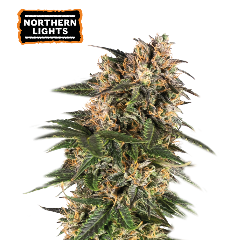 ▷ Buy Northern Lights Auto seeds⛰️【Seedstockers Oficial】CLASSIC