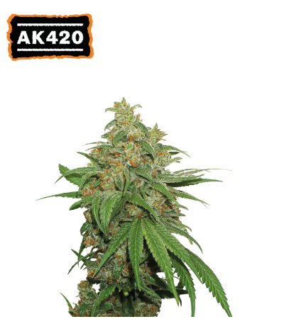 ▷ Buy AK420 Auto  seeds⛰️【Seedstockers Oficial】CLASSIC