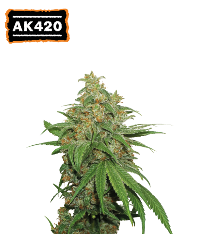 ▷ Buy AK420 Auto  seeds⛰️【Seedstockers Oficial】CLASSIC