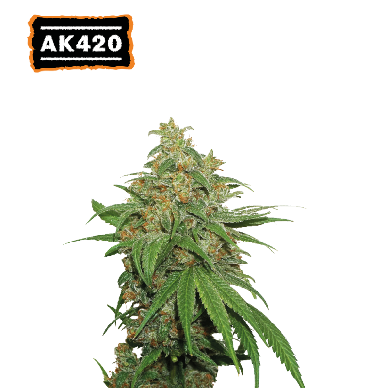 ▷ Buy AK420 Auto  seeds⛰️【Seedstockers Oficial】CLASSIC