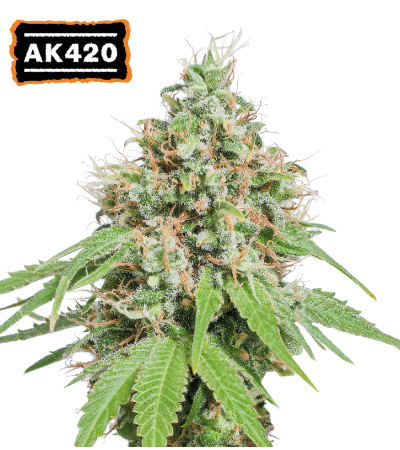 ▷ Buy AK420 Fem seeds⛰️【Seedstockers Oficial】CLASSIC