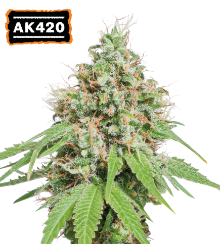 ▷ Buy AK420 Fem seeds⛰️【Seedstockers Oficial】CLASSIC