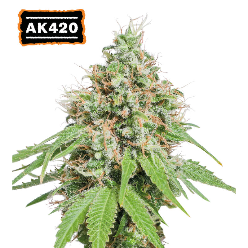 ▷ Buy AK420 Fem seeds⛰️【Seedstockers Oficial】CLASSIC