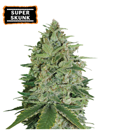 ▷ Buy Super Skunk Fem seeds⛰️【Seedstockers Oficial】CLASSIC