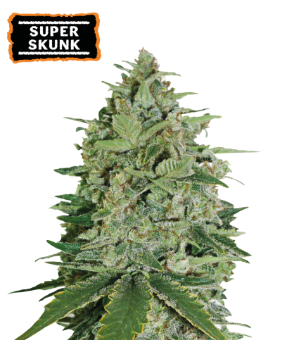 ▷ Buy Super Skunk Fem seeds⛰️【Seedstockers Oficial】CLASSIC