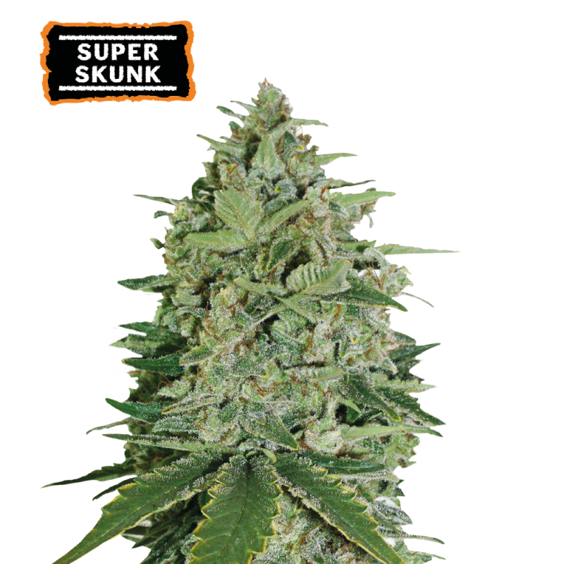 ▷ Buy Super Skunk Fem seeds⛰️【Seedstockers Oficial】CLASSIC