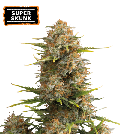 ▷ Buy Super Skunk Auto seeds⛰️【Seedstockers Oficial】CLASSIC