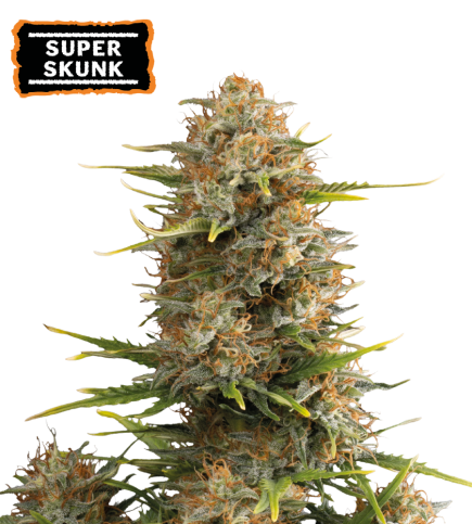 ▷ Buy Super Skunk Auto seeds⛰️【Seedstockers Oficial】CLASSIC