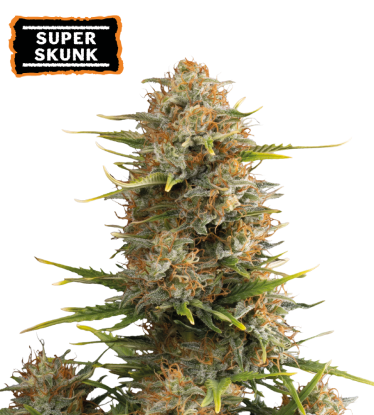 🪴 Super Skunk | Autoflower Cannabis Seeds | Shop at Seedstockers UK 🐿️