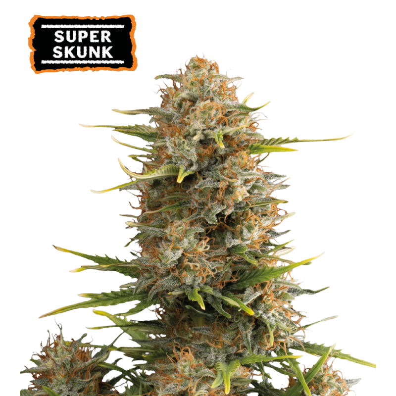 ▷ Buy Super Skunk Auto seeds⛰️【Seedstockers Oficial】CLASSIC