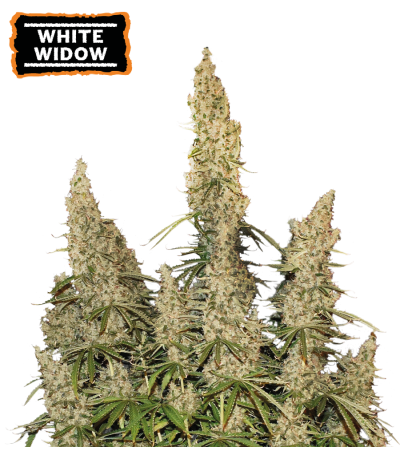 ▷ Buy White Widow Auto seeds⛰️【Seedstockers Oficial】CLASSIC