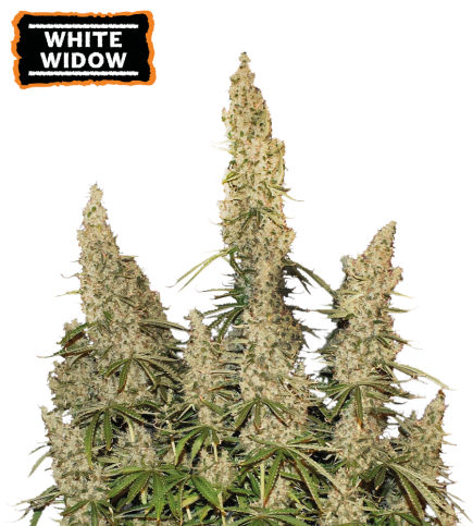 ▷ Buy White Widow Auto seeds⛰️【Seedstockers Oficial】CLASSIC