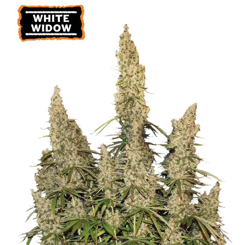 ▷ Buy White Widow Auto seeds⛰️【Seedstockers Oficial】CLASSIC