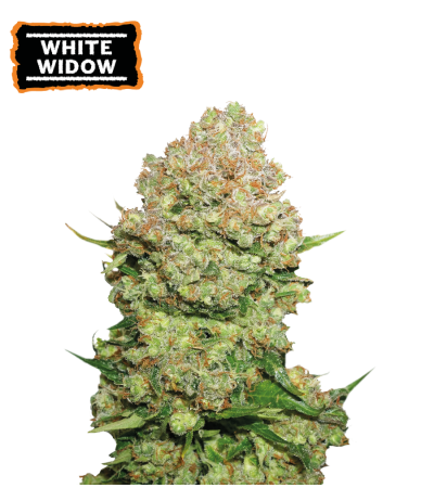 ▷ Buy White Widow Fem seeds⛰️【Seedstockers Oficial】CLASSIC