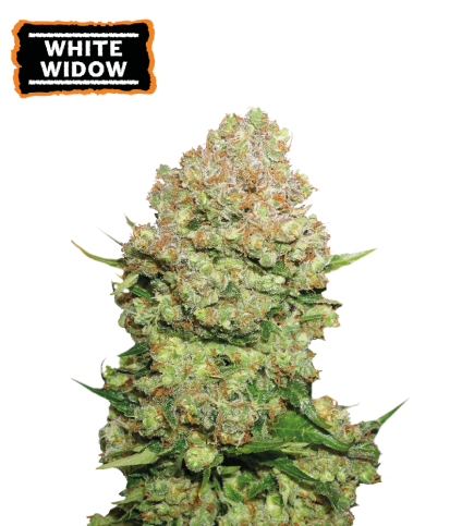 ▷ Buy White Widow Fem seeds⛰️【Seedstockers Oficial】CLASSIC