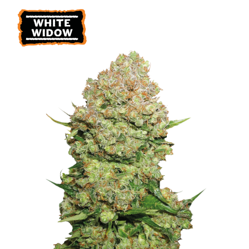 ▷ Buy White Widow Fem seeds⛰️【Seedstockers Oficial】CLASSIC