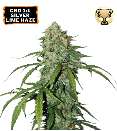 Buy CBD 1:1 Silver Lime Haze Auto Seeds️ - Seedstockers